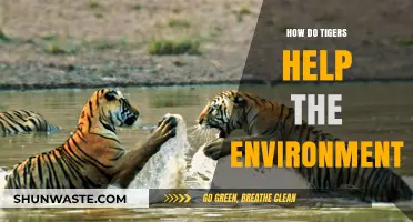 Tigers' Vital Role in Balancing Ecosystems and Protecting Biodiversity