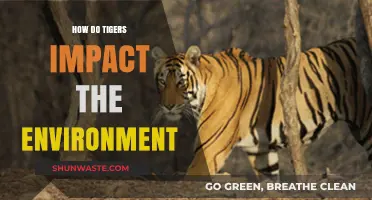 Tigers' Ecological Role: Shaping Biodiversity and Ecosystem Balance