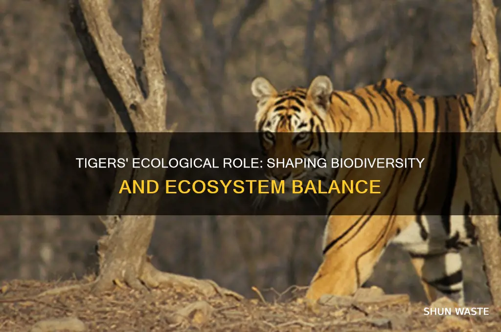 how do tigers impact the environment