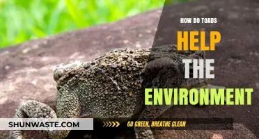 Toads' Vital Role: Boosting Ecosystems and Environmental Health Naturally