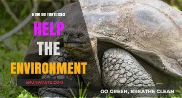 Tortoises: Unsung Heroes in Ecosystem Balance and Environmental Health
