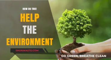 Trees' Vital Role: How They Clean Air, Water, and Climate