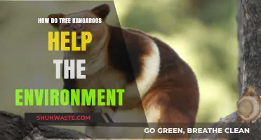 Tree Kangaroos: Unsung Heroes in Preserving Rainforest Ecosystems