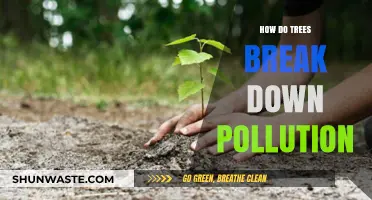 Trees: Nature's Air Purifiers and Pollution Breakers