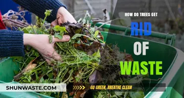 How Trees Efficiently Eliminate Waste: Nature's Ingenious Recycling Process