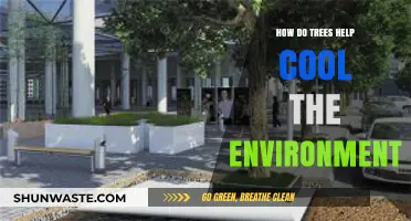 How Trees Naturally Cool Our Environment: Benefits and Science Explained