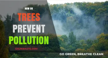 Trees: Natural Pollution Preventers and Clean Air Champions
