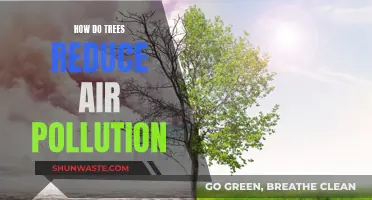 Trees: Nature's Air Purifiers and Pollution Fighters