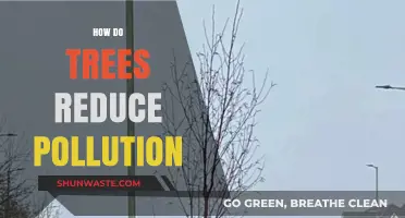 Trees: Natural Pollution Fighters