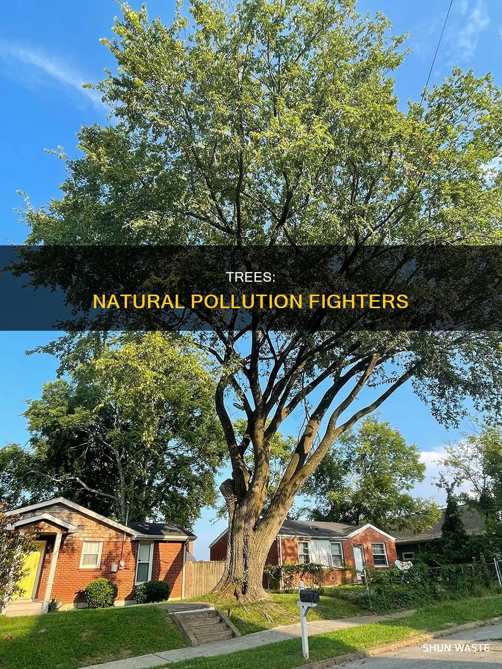 how do trees reduce pollution