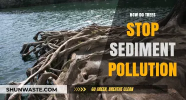 Trees: Nature's Solution to Sediment Pollution