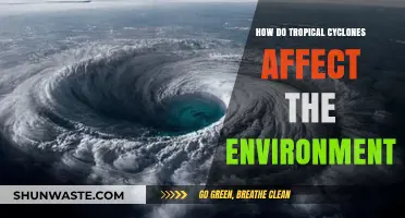 Tropical Cyclones' Environmental Impact: Destruction, Recovery, and Ecosystem Changes