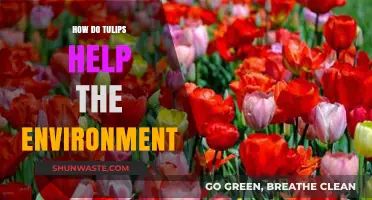 Tulips' Eco-Friendly Impact: Enhancing Biodiversity and Soil Health Naturally