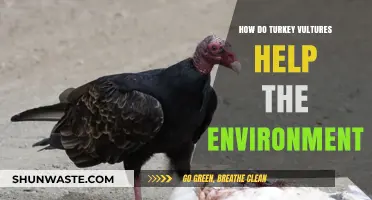 Turkey Vultures: Nature's Cleanup Crew and Ecosystem Guardians Explained