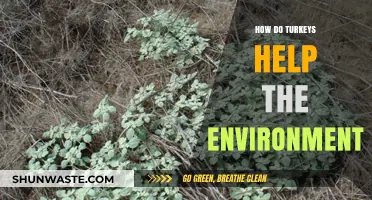 Turkeys' Surprising Role in Boosting Soil Health and Ecosystems
