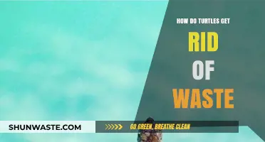 Turtle Waste Disposal: Understanding How They Eliminate and Stay Healthy