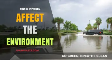 Typhoons' Environmental Impact: Destruction, Ecosystem Changes, and Long-Term Effects