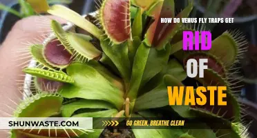 Venus Fly Traps' Waste Disposal: Unveiling Their Unique Digestive Process