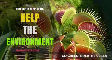 Venus Fly Traps: Nature's Pest Control and Ecosystem Guardians