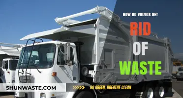 Efficient Waste Management in Volvox: Unveiling Their Unique Disposal Mechanisms