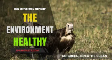Vultures: Nature's Cleanup Crew for a Healthier Ecosystem
