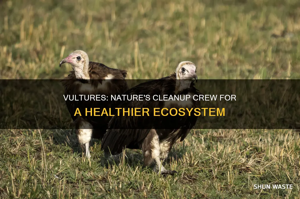 how do vultures help keep the environment healthy