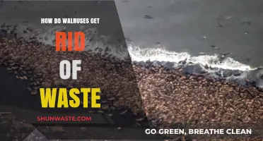 Walrus Waste Disposal: Understanding Their Unique Elimination Process