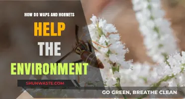 Wasp and Hornet Benefits: Pollination, Pest Control, and Ecosystem Balance
