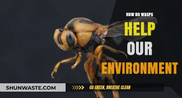 Wasps' Vital Role: Pollination, Pest Control, and Ecosystem Balance Explained