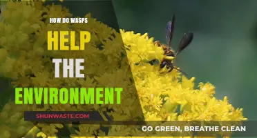 Wasps' Vital Role: Pollination, Pest Control, and Ecosystem Balance Explained