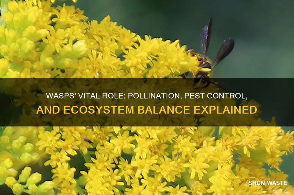 how do wasps help the environment