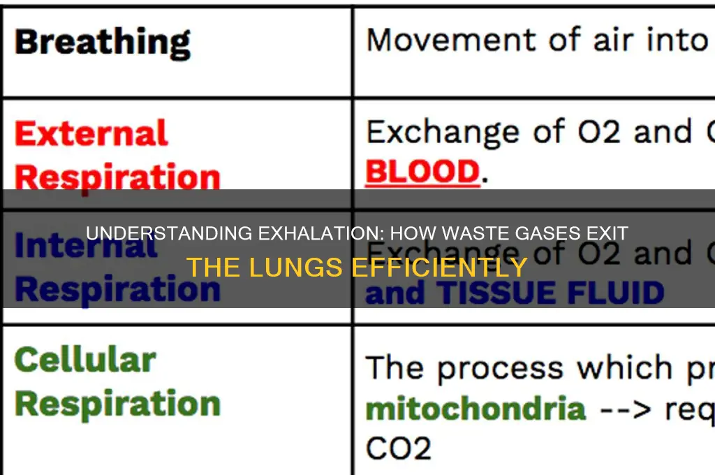 how do waste gases get released from the lungs