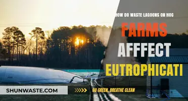 Hog Farm Waste Lagoons: Accelerating Eutrophication in Nearby Waterways