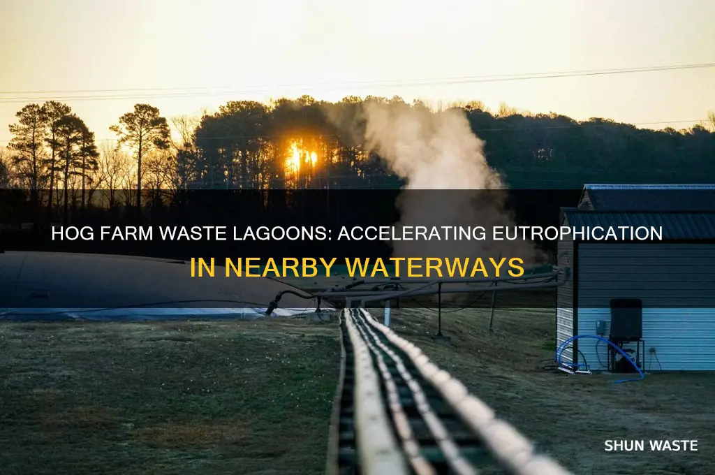 how do waste lagoons on hog farms afffect eutrophication