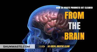 Brain's Waste Clearance: Unveiling the Glymphatic System's Detox Process