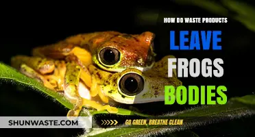 Frog Waste Elimination: Understanding How Toxins Exit Their Bodies