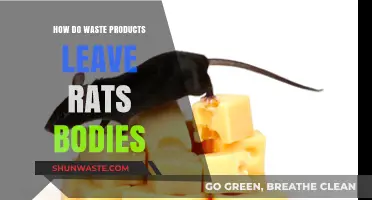 Rats' Waste Elimination: Understanding How Their Bodies Process and Expel Toxins