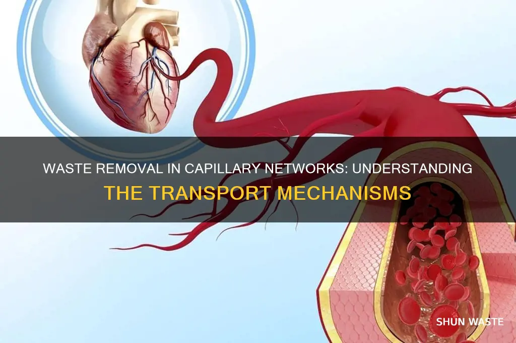 how do waste produts move out of capillary networks