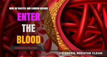 Understanding How Wastes and Carbon Dioxide Enter the Bloodstream