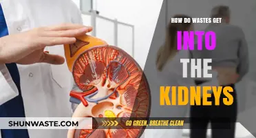 Understanding Kidney Waste Accumulation: Causes and Prevention Strategies