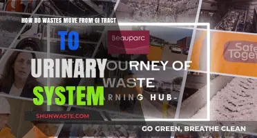 Waste Journey: GI Tract to Urinary System Explained