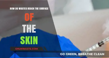 How Skin Wastes Rise: Understanding the Journey to the Surface