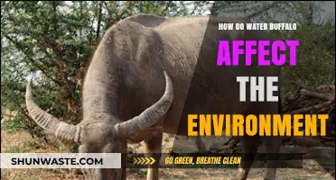 Water Buffalo's Environmental Impact: Benefits, Challenges, and Ecosystem Influence