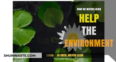 Water Lilies: Nature's Eco-Friendly Heroes and Their Environmental Impact