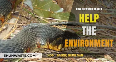 Water Snakes: Unsung Heroes in Maintaining Aquatic Ecosystem Balance