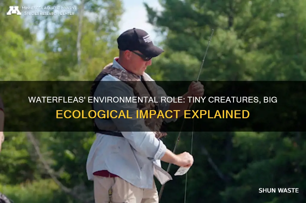 how do waterfleas impact the environment