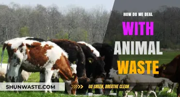 Sustainable Solutions for Managing and Recycling Animal Waste Effectively