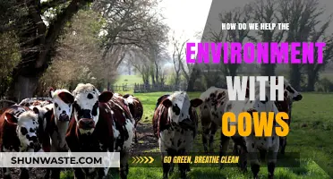 Sustainable Grazing: How Cows Can Help Restore Our Environment
