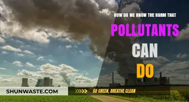 Unveiling the Impact: How Pollutants Harm Our World