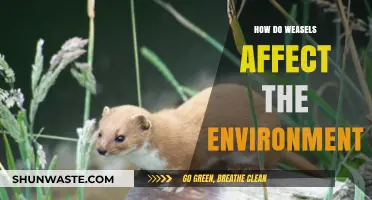 Weasels' Ecological Impact: Balancing Predator Roles and Environmental Effects